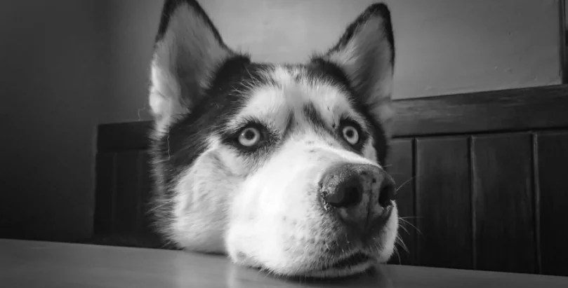 Non lascia il suo cane in guerra. La storia